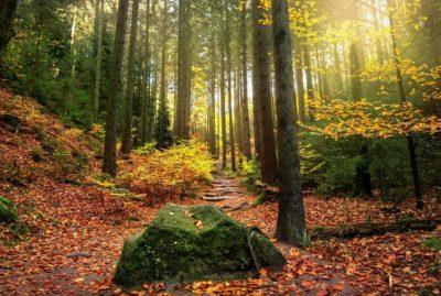 Wald Sachsen